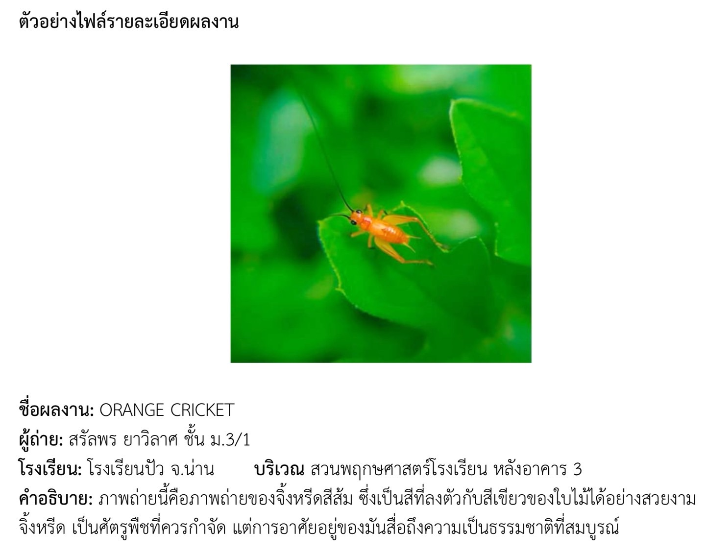 ตัวอย่างภาพ